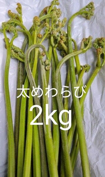 2kg 天然わらび 山わらび 生わらび 山菜 わらび 2キロ 太い