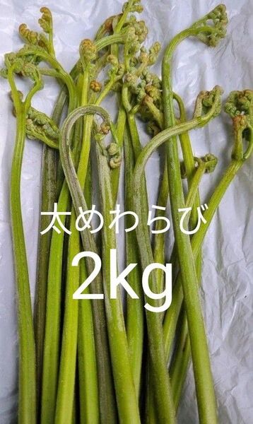 2kg 天然わらび 山わらび 生わらび 山菜 わらび 2キロ 太い