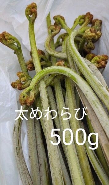 500g 天然わらび 山わらび 生わらび 山菜 太い 紫わらび 柔らかい ねばり