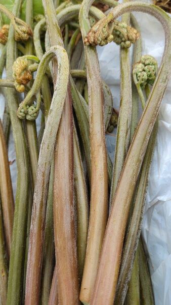 5kg 天然わらび 山わらび 生わらび 山菜 わらび 5キロ