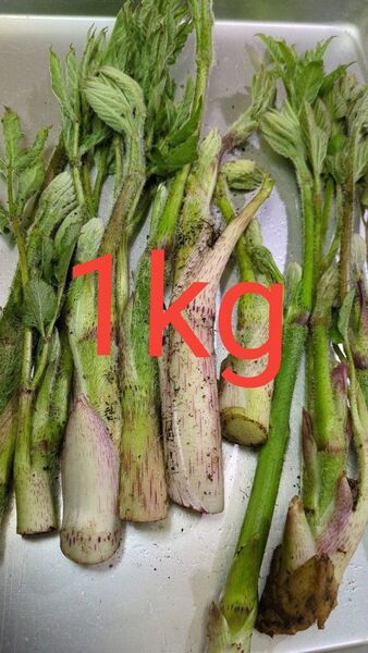 山うど 天然 1kg 訳あり含む