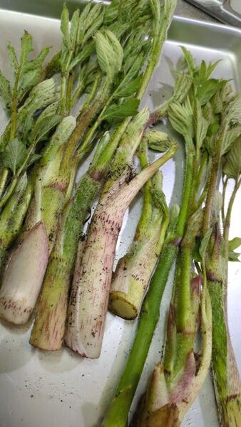 山うど 天然 500g 天然採取 ウド