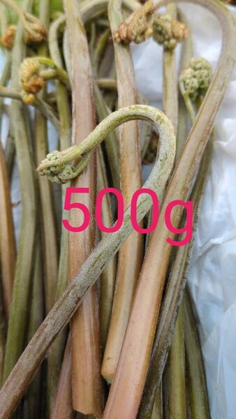 500g 天然わらび 山わらび 生わらび 山菜 わらび