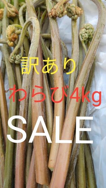 4kg 天然わらび 山わらび 生わらび 山菜 わらび 4キロ