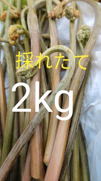 2kg 天然わらび 山わらび 生わらび 山菜 わらび 2キロ