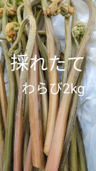 2kg 天然わらび 山わらび 生わらび 山菜 わらび 2キロ