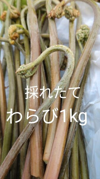 1kg 天然わらび 山わらび 生わらび 山菜 わらび 1キロ