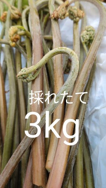 3kg 天然わらび 山わらび 生わらび 山菜 わらび 3キロ