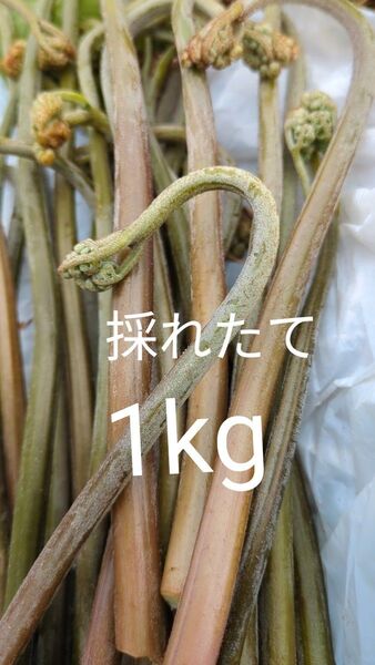 1kg 天然わらび 山わらび 生わらび 山菜 わらび 1キロ