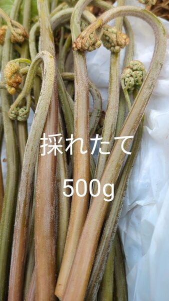 500g 天然わらび 山わらび 生わらび 山菜 わらび