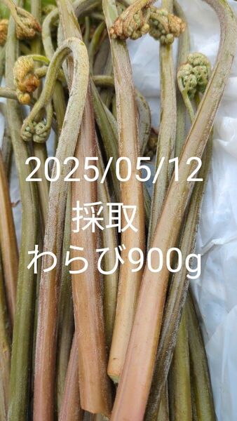 900g 天然わらび 山わらび 生わらび 山菜 太い わらび