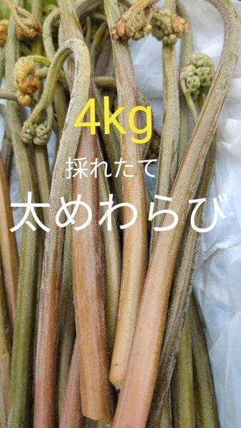 4kg 天然わらび 山わらび 生わらび 山菜 わらび 4キロ 太い