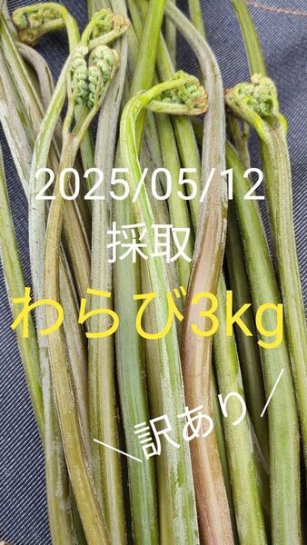 【訳あり】3kg 天然わらび 山わらび 生わらび 山菜 わらび 3キロ