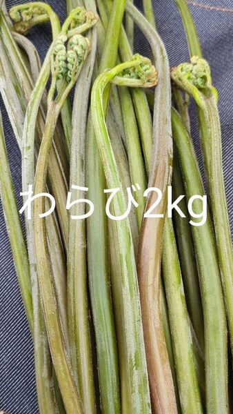 2kg 天然わらび 山わらび 生わらび 山菜 太い わらび