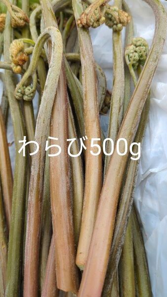 500g 天然わらび 山わらび 生わらび 山菜 太い わらび
