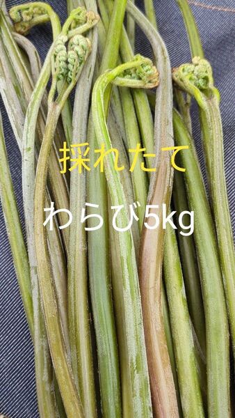 天然わらび 5kg 山わらび 生わらび 山菜 わらび 5キロ 太め