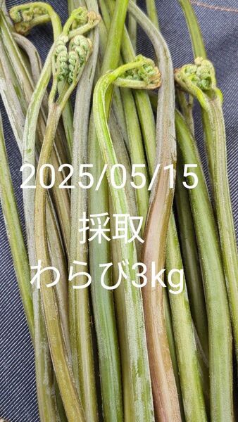 3kg 天然わらび 山わらび 生わらび 山菜 わらび 3キロ 太め 粘り