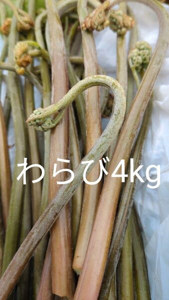 4kg 天然わらび 山わらび 生わらび 山菜 わらび 4キロ 太め 粘り