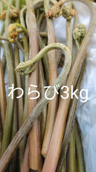 3kg 天然わらび 山わらび 生わらび 山菜 わらび 3キロ