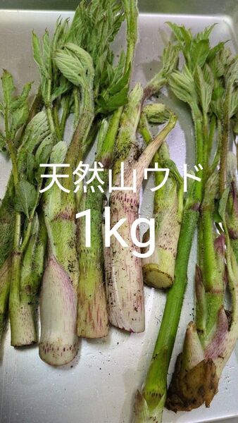 天然山ウド 天然 1kg ウド