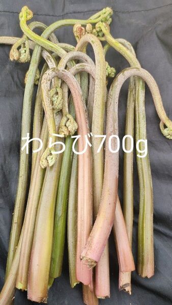 700g 天然わらび 山わらび 生わらび 山菜 太い わらび