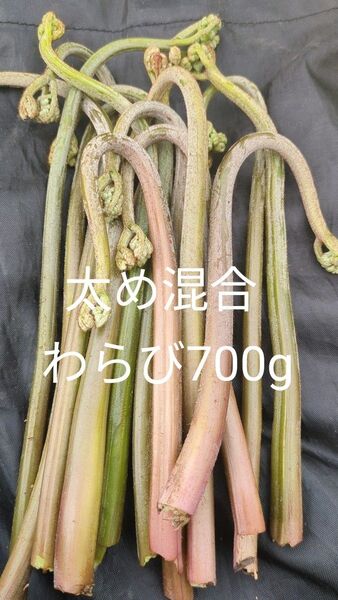 700g 天然わらび 山わらび 生わらび 山菜 太い わらび 紫わらび 太め やわらか