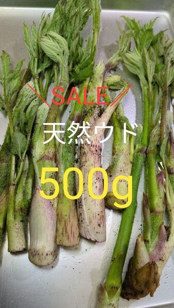 山ウド 天然 500g ウド 太め
