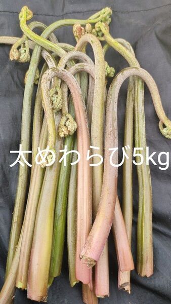 5kg 天然わらび 山わらび 生わらび 山菜 わらび 5キロ 太め ねばり 紫わらび やわらか