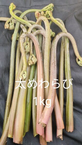 天然わらび 1kg 山わらび 山菜 太い わらび 生わらび 紫わらび ねばり やわらか