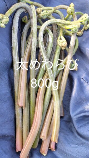 800g 天然わらび 山わらび 生わらび 山菜 太い 紫わらび 柔らかい ねばり