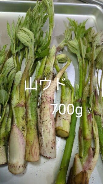 山ウド 天然 700g ウド