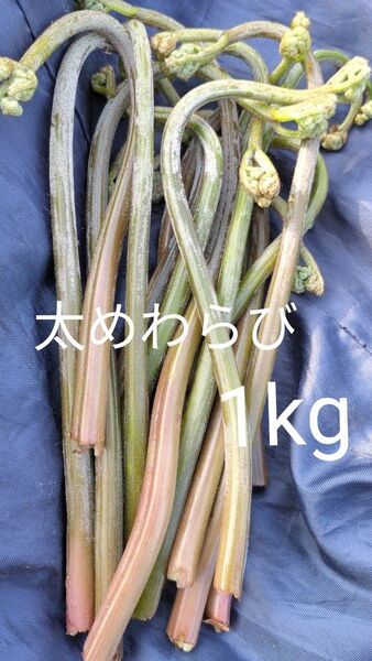 1kg 天然わらび 山わらび 生わらび 山菜 太い 紫わらび 柔らかい ねばり