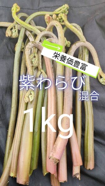 【1kg】 天然わらび 山わらび 生わらび 山菜 太め 紫わらび 柔らかい ねばり 常温発送 青わらび混合 ゆうパケット