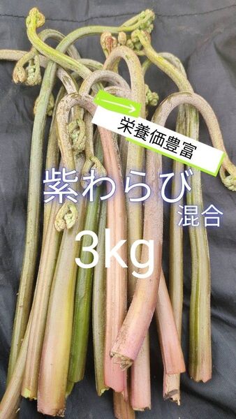 3kg 天然わらび 山わらび 生わらび 山菜 わらび 3キロ 太い