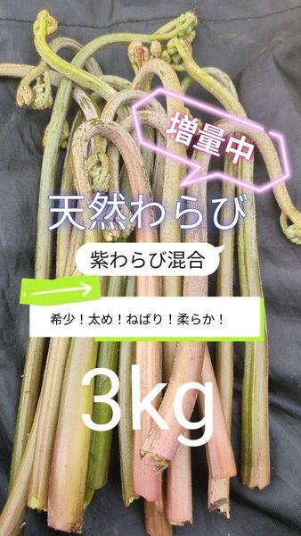 【3kg】 天然わらび 山わらび 生わらび 山菜 太い 紫わらび 柔らかい ねばり 常温発送 青わらび混合