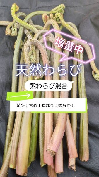 700g 天然わらび 山わらび 生わらび 山菜 わらび