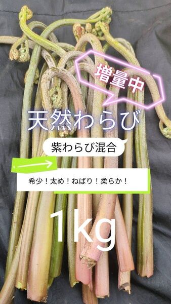 【1kg】 天然わらび 山わらび 生わらび 山菜 太い 紫わらび 柔らかい ねばり 常温発送 青わらび混合 ゆうパケット