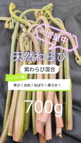 【700g】 天然わらび 山わらび 生わらび 山菜 太い 紫わらび 柔らかい ねばり 常温発送 青わらび混合 ゆうパケット