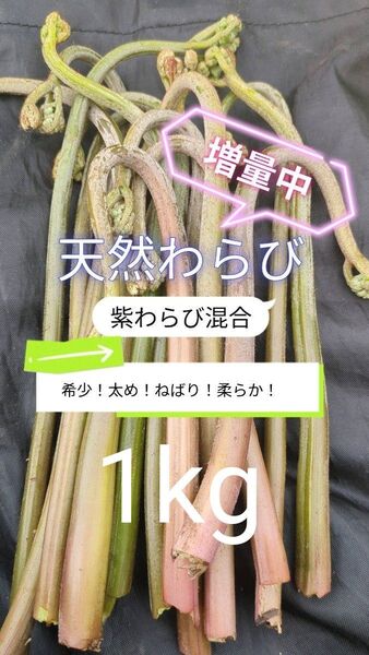 【1kg】 天然わらび 山わらび 生わらび 山菜 太い 紫わらび 柔らかい ねばり 常温発送 青わらび混合 ゆうパケット
