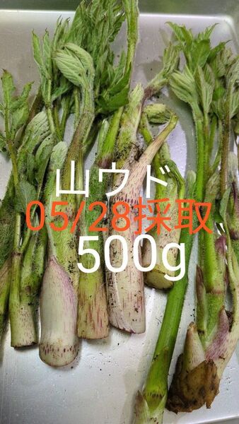 【5/28採取】 山ウド 天然ウド 500g