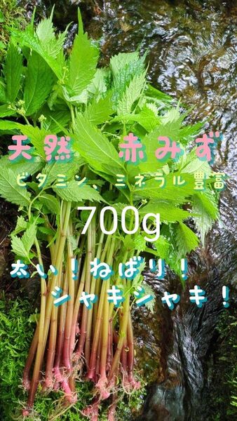 山菜みず ミズ 700g みず ウワバミソウ 赤ミズ ミネラル豊富 ねばり 太め ビタミン豊富