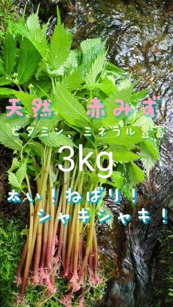山菜みず ミズ 3kg みず ウワバミソウ 赤ミズ ミネラル豊富 ねばり 太め ビタミン豊富