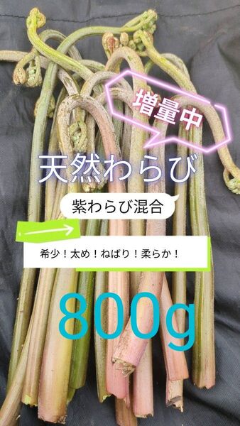 【800g】 天然わらび 山わらび 生わらび 山菜 太い 紫わらび 柔らかい ねばり 常温発送 青わらび混合 ゆうパケット