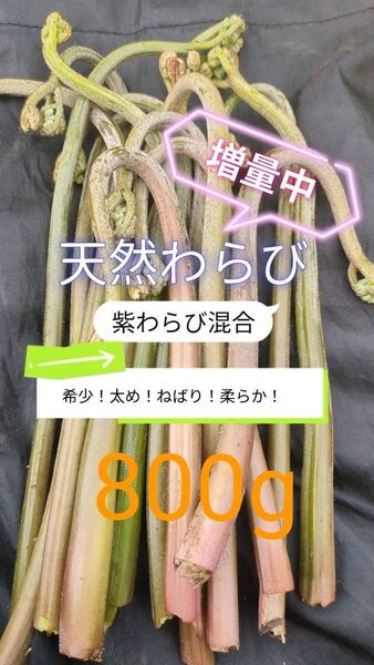 【800g】 天然わらび 山わらび 生わらび 山菜 太い 紫わらび 柔らかい ねばり 常温発送 青わらび混合 ゆうパケット