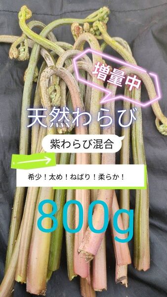 【800g】 天然わらび 山わらび 生わらび 山菜 太い 紫わらび 柔らかい ねばり 常温発送 青わらび混合 ゆうパケット