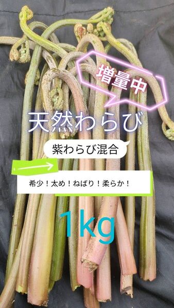 【1kg】 天然わらび 山わらび 生わらび 山菜 紫わらび 柔らかい ねばり 常温発送 青わらび混合 ゆうパケット
