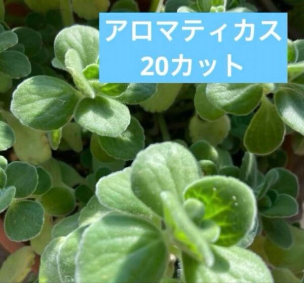 アロマティカス カット苗 20本 ハーブ 多肉植物