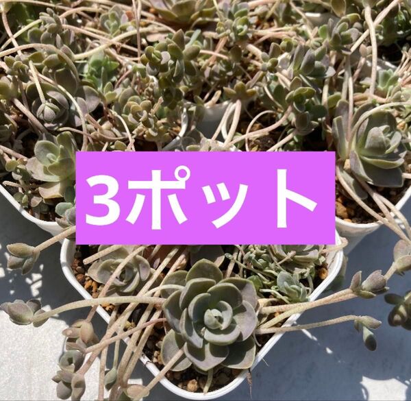 子持ち蓮華 抜き苗 3ポット 多肉植物 オロスタキス