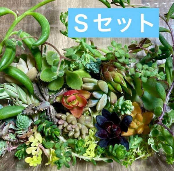 多肉植物 カット苗 寄せ植え おまかせSセット③