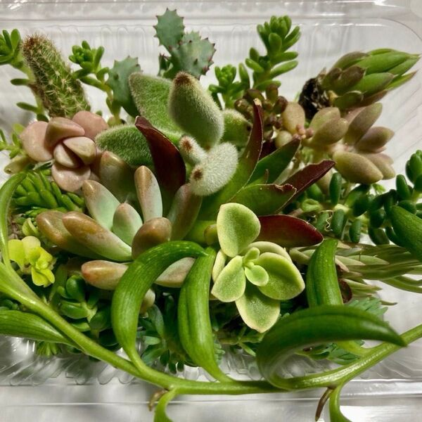 多肉植物セダム カット苗 寄せ植え おまかせミニセット③
